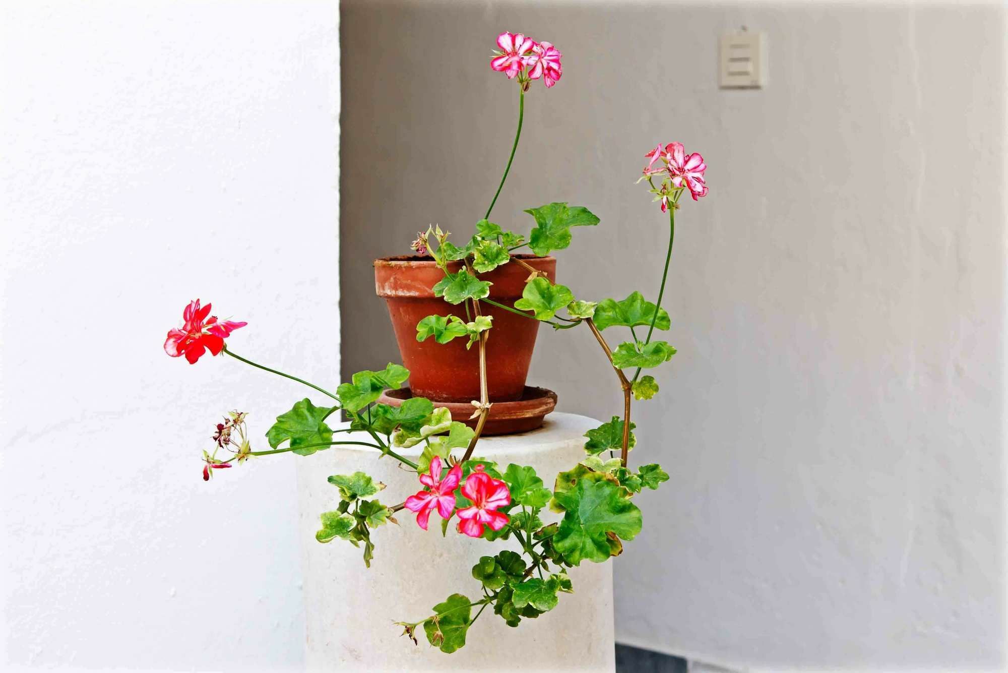 Selecta Apartments Los Venerables Sevilha Exterior foto